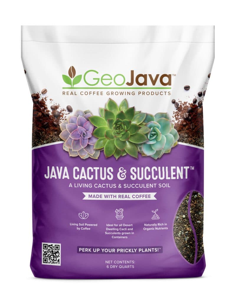Java Cactus & Succulent